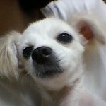 ★★★★★저희강아지좀찾아주세요ㅠㅠ★★★★★