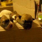 ★강아지 8마리좀 도와주세요.(사진 有)★