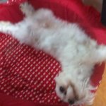 ★★★★<b>샤샤</b>를찾습니다(말티즈.남아)사진有★★★★