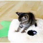 <b>심바</b>의성장기 (사진有)