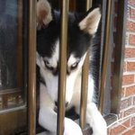 눈빛하나로 모든 걸 말하는 <b>동물</b>들