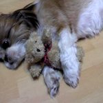 고마워..(옥상에서 뛰어내린 우리 강아지 이야기)