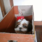 ★★제 강아지 좀 찾아주세요 ㅜㅜ★★