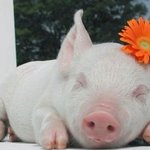 나 남잔데 엉덩이 털렸던 사연 ㅠㅠ