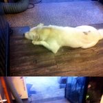 ★★★개 <b>팔자</b>가 상팔자 사진有★★★
