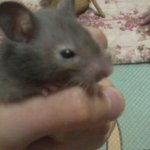 <b>햄스터</b>를 쓰레기통에..