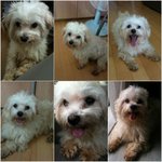 ★(사진有) 말티즈 <b>숫</b>컷 발견. 관심 좀 가져주세요 ㅠ