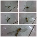 이거 무슨 <b>곤충</b>인가요?