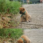 <b>개풀</b>뜯어먹는소리