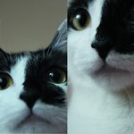 ★동물 키우시는 분들 봐주세요 이런사람있습니다, ★