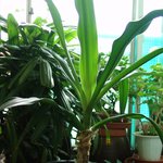 생명나무의 상징  만년초 문주란~^^