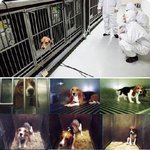 ★★★★퍼뜨려주세요 불편한진실 이녀석들이 왜 죽어야할까요★★★★