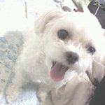 8월1일 군자동에서 흰개 택시태워가신 남자분을 찾습니다