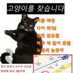 ★★★고양이가 <b>가출</b>했습니다 도와주세요★★★