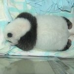 이쁜 <b>팬더</b> 모임