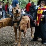 [사진有[<b>지옥문</b>을지키는개 개르베로스