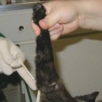 으..고양이 <b>발톱</b>제거..사진;