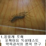 [혐오 주의] 집안의 벌레들의 먹이<b>사슬</b>