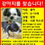 ★수원 정자동에서 잃어버린 강아지 시<b>츄</b> 여아 찾아요!ㅠㅠㅠ(사진有)