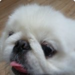 (사진有)창원 가음동에서 페키니즈 발견..!! 주인이 나타나길....