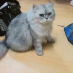 안양5동! 페르시안 친칠라 실버 고양이 찾아요 사례금 50만원