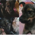 울산 <b>중구</b>청 주택단지근처에서 강아지를 잃어버렸어요