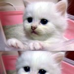 ★☆★☆★☆ 저는 명품<b>수컷</b>과 함께 삽니다 ★☆★☆★☆