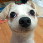 웃는 강아지^-^(<b>찰리</b>채플린닮은꼴)