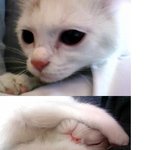 ★★★나의 반려묘를 만나게 된사연★★★