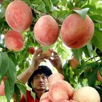 천연성분 ‘종합영양제’..피부미용에 탁월 귀족들 <b>복숭아</b> <b>물</b>로 목욕