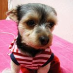 @@@@개<b>팔자</b>가 최고급상팔자임@@@@@