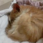 고양이 주웠었음 ㅇㅇ