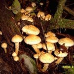 ★★★★★★★내가바로 <b>송이</b> 친구다 <b>송이</b> 친구들 사진이다 봐라 사진有★★★★★★★