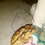 <b>두꺼비</b> 똥싸는거 본적있어?  (사진有)