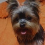 ★★★★★(사진有)나의 동거남을 소개합니다★★★★★