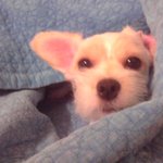 ☆★☆★犬(개) 판☆★☆★