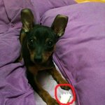 수정)) 사진有)) ★★★★★★우리집에 테러리스트가...★★★★★★