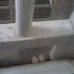 [사진有]<b>비둘기</b>가 우리집에 알을 낳았네요