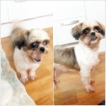 유기견 보호중입니다! 주인 꼭 찾아주세요!!ㅠㅠ