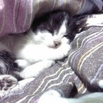 ♥사진有) 고양이에 대한 편견과 오해, 그리고 우리집 고양이 이야기♥