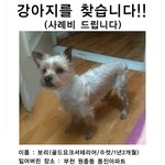 <b>부천</b> 원종동에서 강아지 잃어버렸어요. [사진첨부]