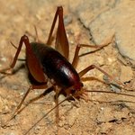 꼽등이의 진실★★★사진有/★