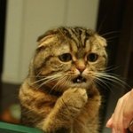 ★☆★ [사진有] 사람같은 고양이 모찌를 소개합니다 ★☆★