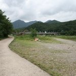 저의 10년지기 반려견이 억울한 죽음을 당했습니다.