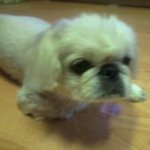 귀염터지는 우리집 강아지를 소개함