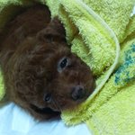 ★강아지때문에생긴일★