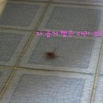 ★★★★★(사진有) 곱등이가 제 <b>코에</b> 점프했어요★★★★★