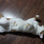 우리가<b>족</b>'뿌빠'를 소개합니다.ㅋㅋㅋㅋㅋㅋ