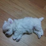 애완동물 분양후 어이없는 일