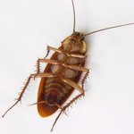 ★★바퀴벌레★★ 개잔인